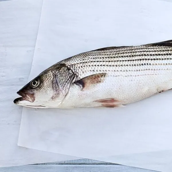 없음 국내산 농어 회 680g 손질 필렛 특상품 농어회 신선포장, 1개, (슬라이스) 농어 필렛 횟감 680g 내외