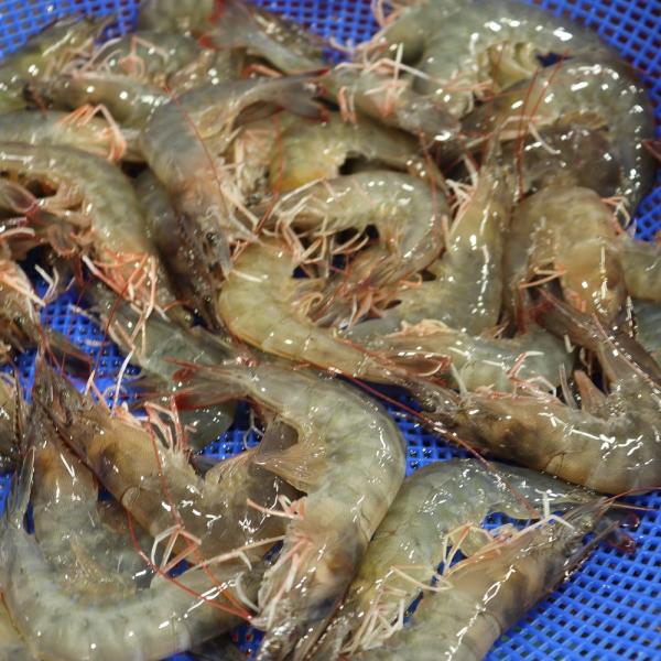 [달콤한과일] 20년 왕새우 목포댁 흰다리새우 1kg, 1box, 1kg 35-39미