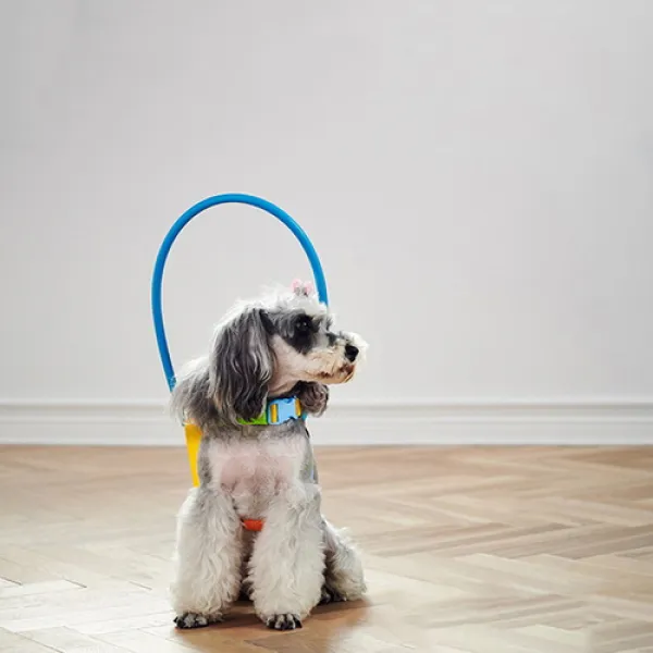  바보사랑 강아지 노견 실명 보조 시력장애 엔젤 충돌 방지 링 Xs 중소형견 1개