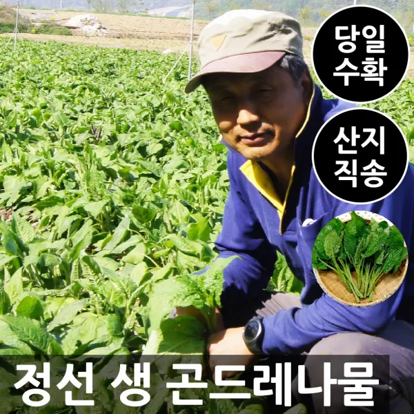 [햇살농원] 강원 정선 생 곤드레나물 2kg 곰취나물 2kg 선택구매 / 당일수확 산지직송, 2kg