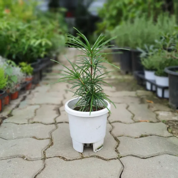 공룡꽃식물원 주 금송소나무 야생화 노지월동 30~50cm 119