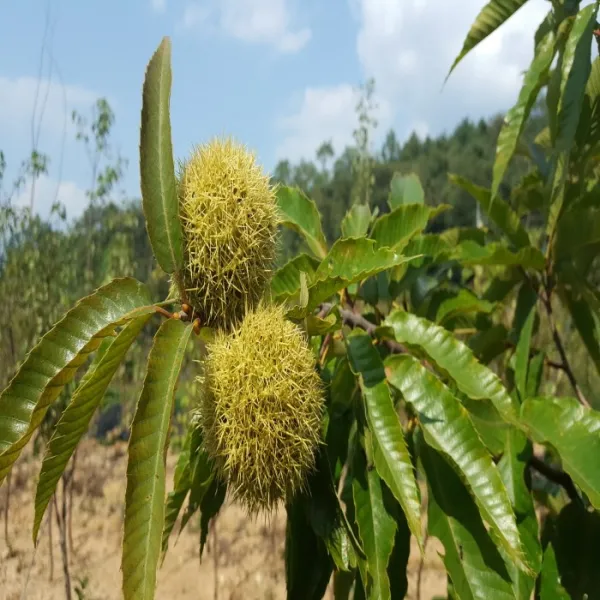 같이가치농원 밤나무 단택 접목1년특묘