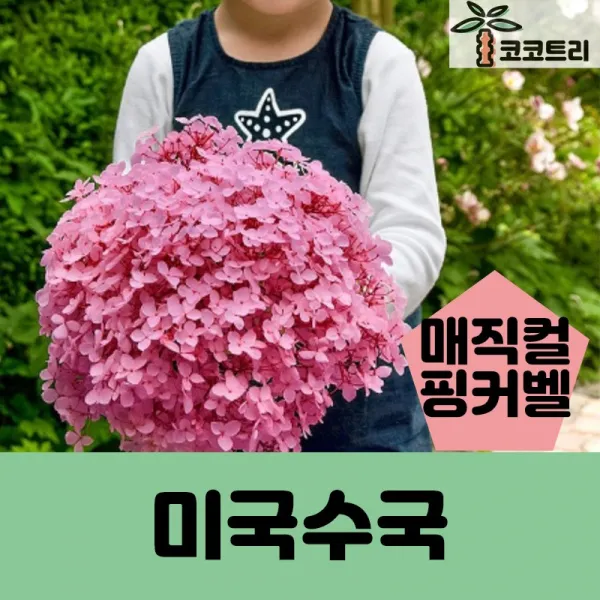 [코코트리] 미국수국(아나벨수국), 1개, 매지컬핑커벨(미국수국) 4-5지
