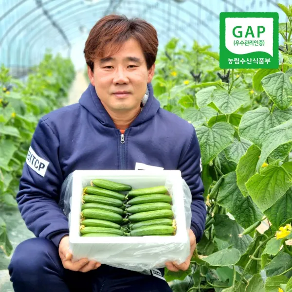 양주바른농원[인삼먹인 미니오이] [직접생산] [산지직송 ] [당일수확] [GAP인증] 수분~가득 맛있는 미니오이1.2KG(18~21개) 2.2KG(40~42개), 2.2KG