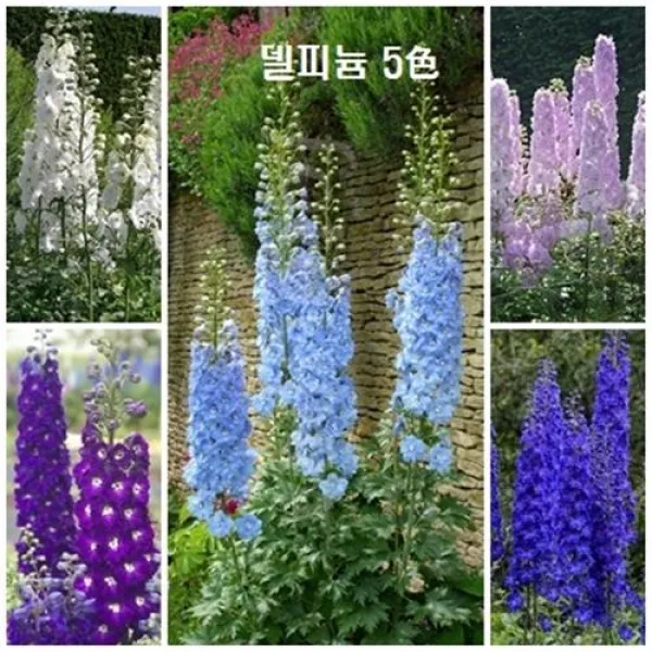 [꽃씨] 델피늄 5색
