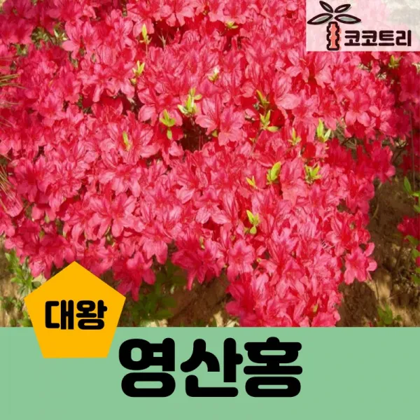 [코코트리] 영산홍 묘목, 1개, 영산홍(대왕) 키30cm
