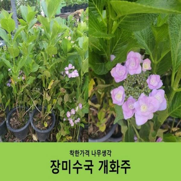 착한가격 나무생각 장미수국 개화주