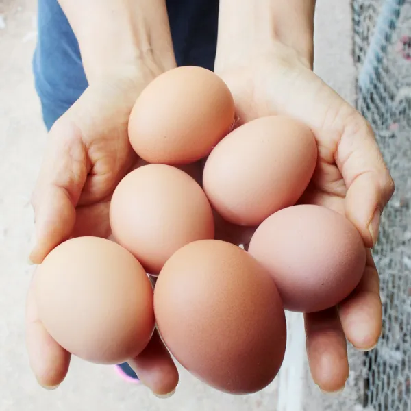 베리카인드 자유방목 동물복지 유정란 20구 1개 2유정란40구