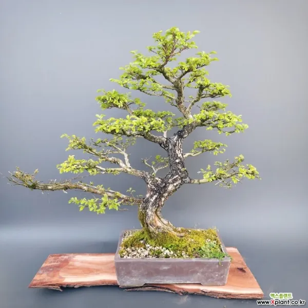 나무사랑 황피 느릅나무 분재 모양목 55*50 
