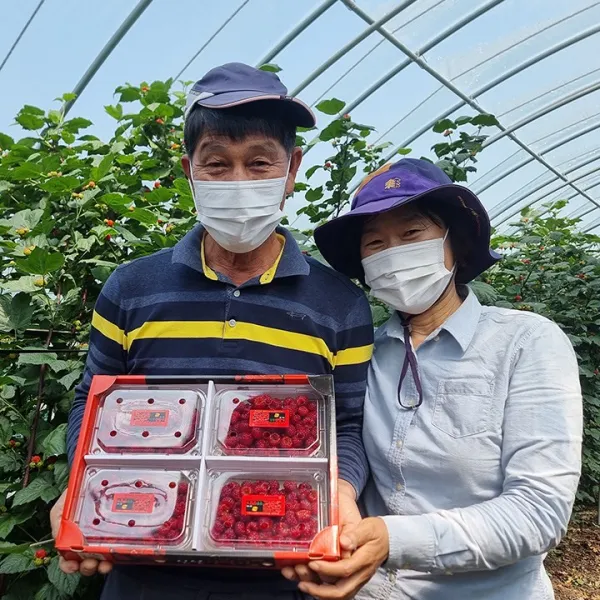 매일 아침수확하는 신선한 김해 햇 산딸기 생과 1kg(250gX4팩) 선물용, 단품