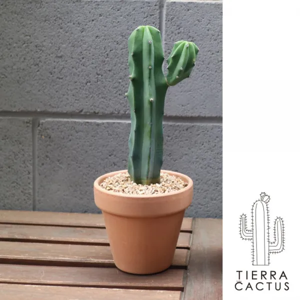 *티에라선인장 높이30cm내외_국민선인장 용신목 옮겨심기용 포트 포트+화이트 토분 받침없음 