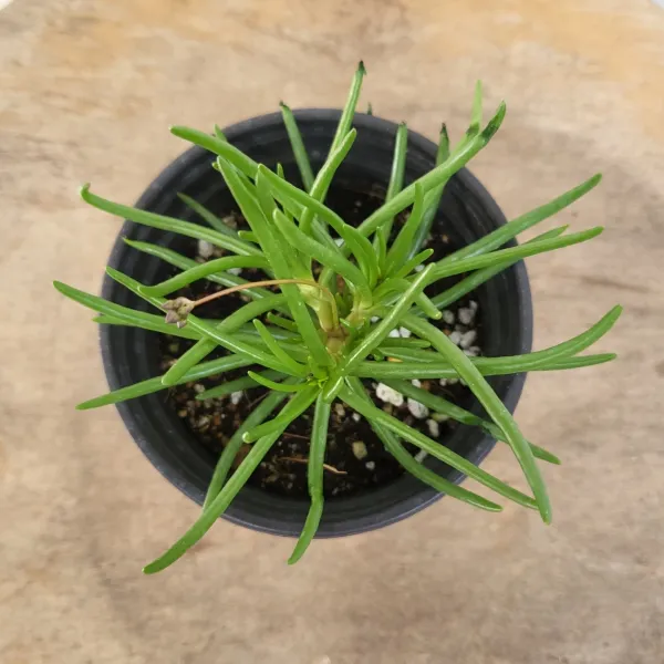 2500 초화화 소품 여름 야생화 10-25cm