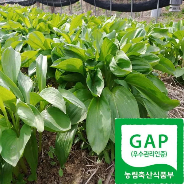 강원도 양구명이나물생채(잎명이) 1kg, 1박스