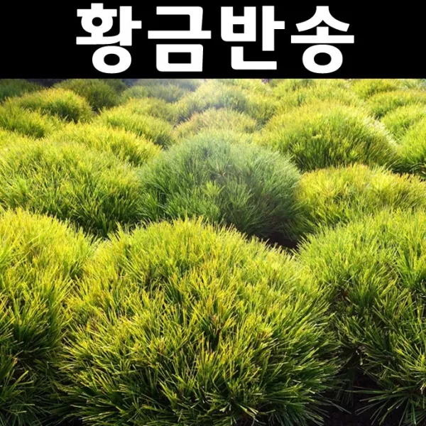 황금반송 접목1년/나무 묘목/상록수/조경수