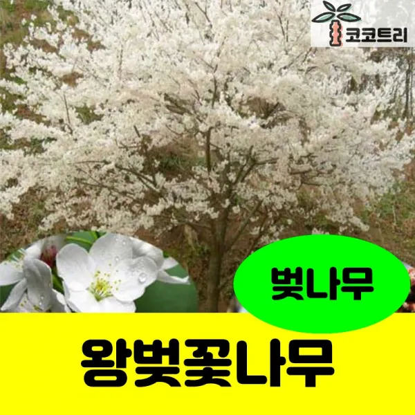 [코코트리] [벚나무]왕벚나무 묘목, 1개, [차량배송]왕벚 B8cm