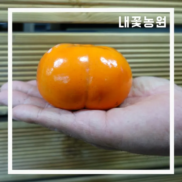 감나무 차량단감 접목 1년