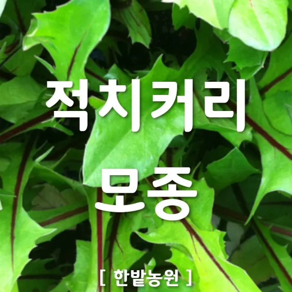 채소 모종 ~ 각종 묘종. 베란다 텃밭 세트 공기정화식물 허브 씨앗 채소모종 ~, H011 적칙커리 모종 3개