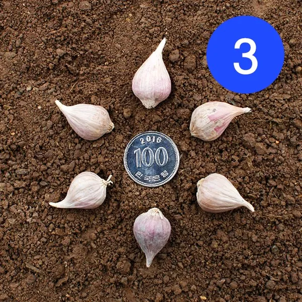 송이네농장 22년 의성 주아(통마늘) 3번 종자마늘 씨마늘 토종마늘, 1개, 3번 3kg(대략1500~1600개)