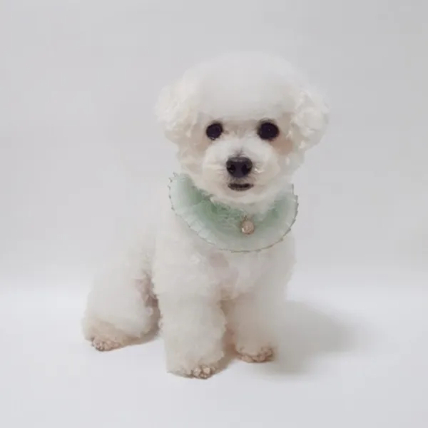 멋장이 애견 망사 케이프 (민트) 강아지스카프 댕댕이목도리 귀여운악세사리 강아지악세사리 강아지머플러, 선택사항