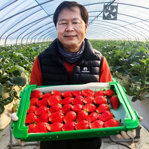 논산 킹스베리 딸기 왕 대왕 설향 딸기 고당도 1kg 킹스베리 대 35g~45g 