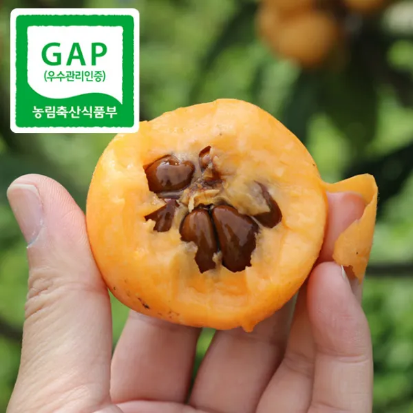 강진농장 GAP인증 완도 비파 열매, 1box, 2kg
