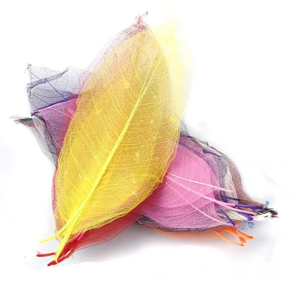 Stk50pcs 자연 목련 골격 잎 카드 스크랩북 잎 혼합 색상을