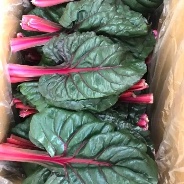 테라팜 (2KG) 적근대 홍근대 쌈채소 샐러드야채, 1박스, 2KG