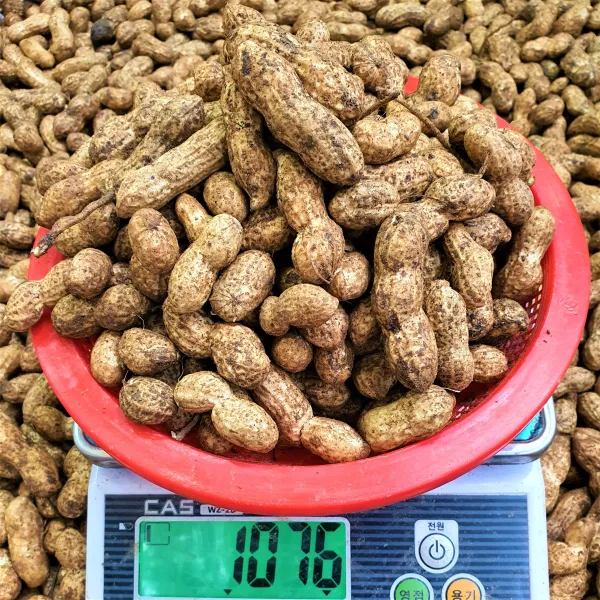 고소한맛 일품 햇 땅콩 오직국산 피땅콩 생땅콩, 1box, 1kg(생땅콩/국산)