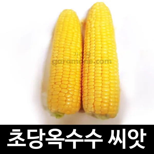 초당 옥수수 씨앗 노란 단맛 단옥수수 종자 100립, 1세트