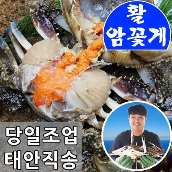 당일조업_태안 생물 암꽃게 숫꽃게 1kg 2kg 3kg 봄 가을 산지직송, 03. 태안 생물 알배기 꽃게1kg(중소 4~6미)