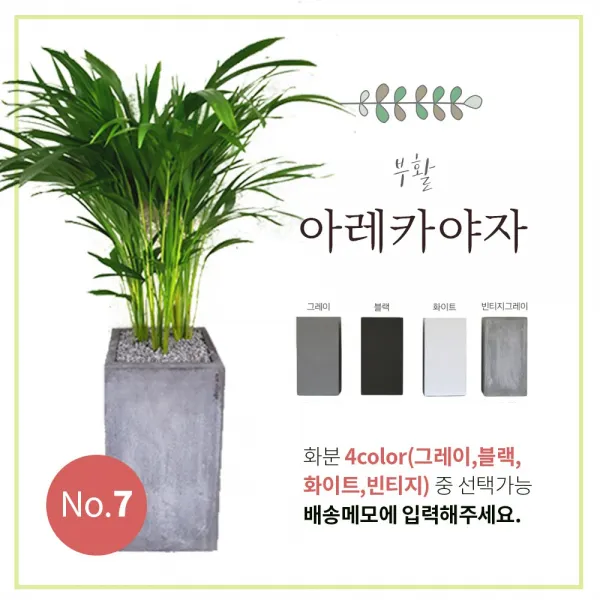 이브가든 15종 공기정화식물 4color 중품 (고무나무 벵갈고무나무 크로톤 떡갈잎고무나무 몬스테라 산세베리아 아레카야자 금전수 율마 스투키 송오브인디아 여인초 녹보수 귀면각 콤팩타), 1개, No.7 아레카야자 80cm+화분+물받침