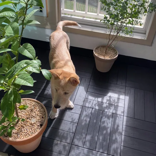 올웨이즈홈 베란다 인테리어 원목패턴 나뭇결 데크타일 9p 18p 건식화장실 세탁실 다용도 타일 다크 브라운