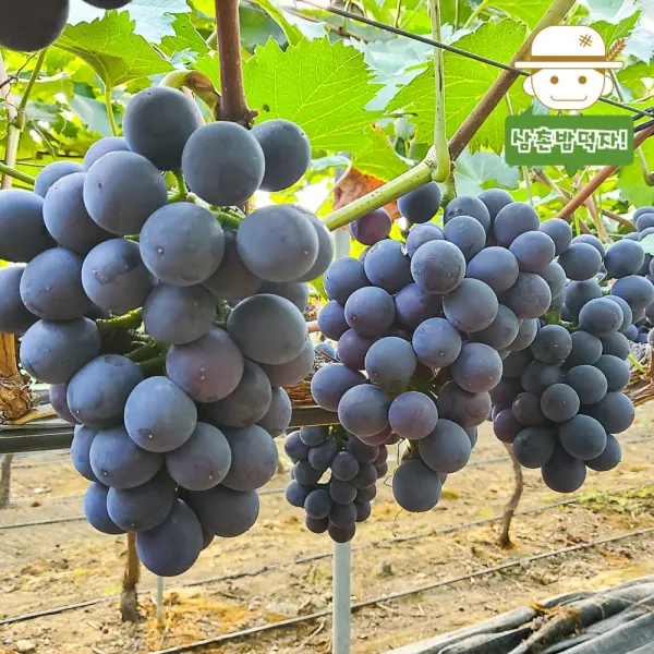 삼촌밥먹자 옥천직송 새콤달콤 씨없는 거봉포도2kg 단품