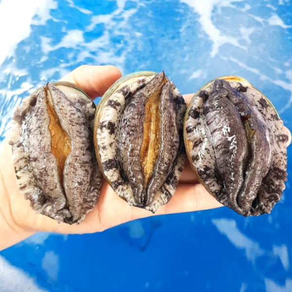 [건강한전복] 완도 활전복 특대 1kg 산소팩 (3시주문당일출고), 8번. 17-18미사이즈