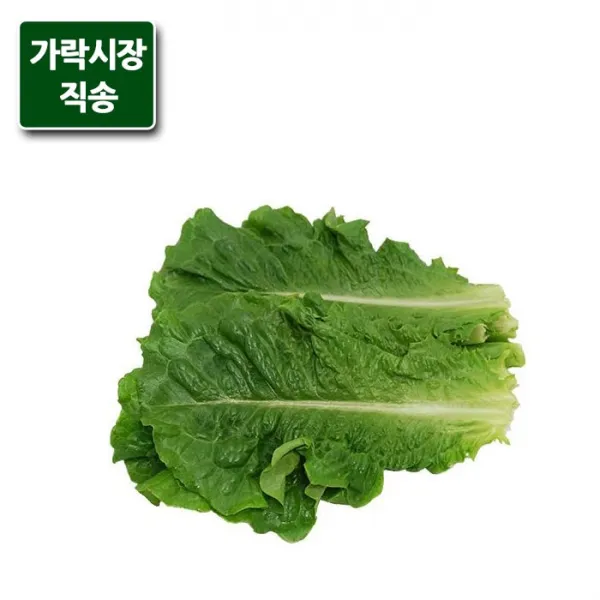 가락시장직송 잎로메인 상추 1.8 2kg 단품