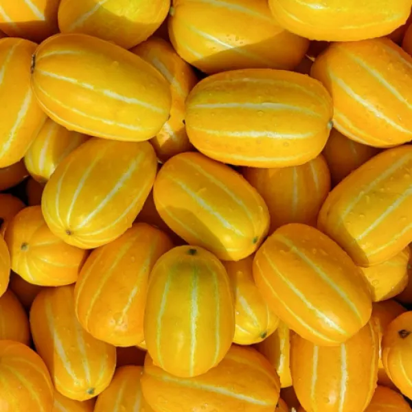 프리미엄 고당도 성주참외 가정용 못난이참외 꿀참외 꼬마참외 2kg 3kg 5kg, 꼬마 2kg