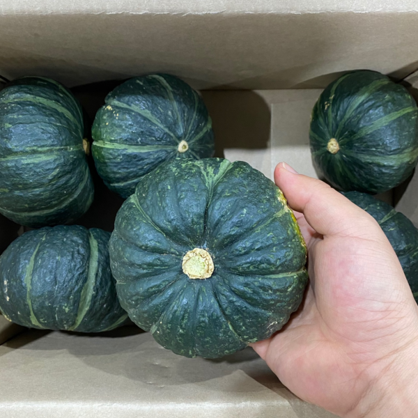 갓 수확한 달달 포슬포슬 미니단호박 미니밤호박 보우짱 3kg(6-10개내외) 1박스, 3kg(6~10수)