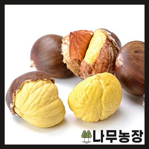 (나무농장) (평일당일발송) 밤나무 왕유밤(포르단) 접목1년 묘목