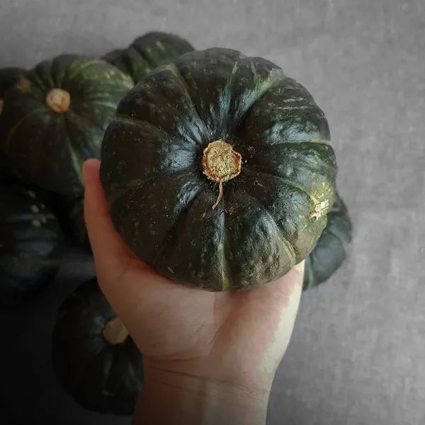 귤담원 제주 제철 미니(밤)단호박 2kg 5kg 10kg, 1박스, 제주 미니(밤)단호박 3kg(9개 이상)
