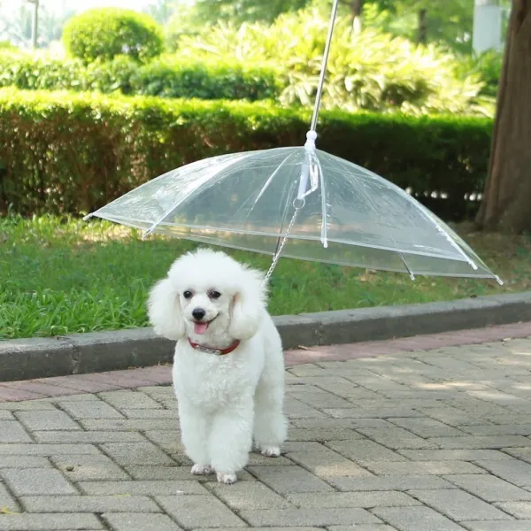 이음스페이스 강아지우산
