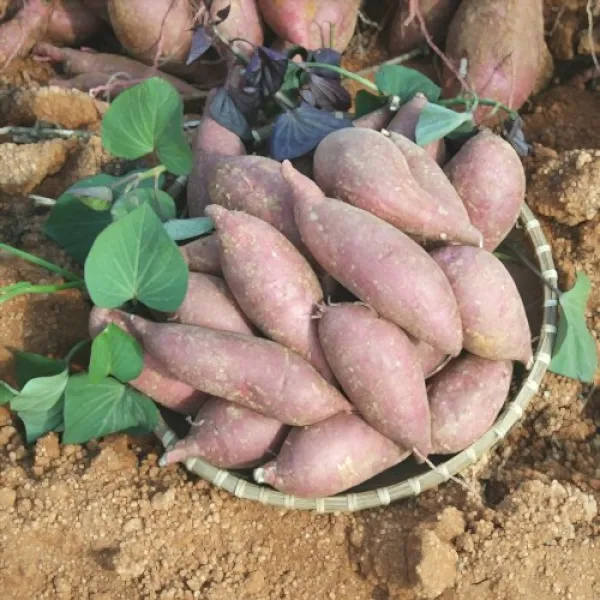 무안 황토 꿀고구마 토글토글(왕대) 5kg, 1box