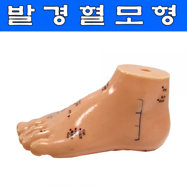 wy 발 경혈모형 발모형 발동인형 인체모형, 1개