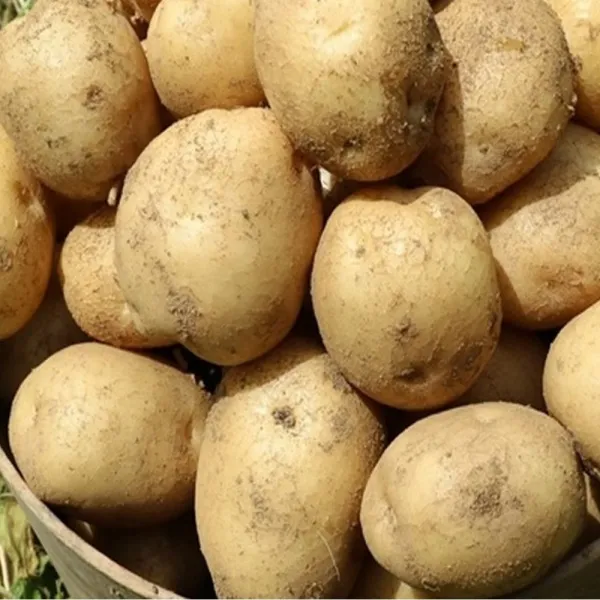 송이명가 포슬포슬한 2021년 햇 수미감자(중) 5kg, 1box, 중5kg