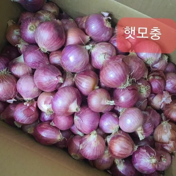 [신중국식품] 중국모충(미니양파) 샬롯, 1개, 1kg