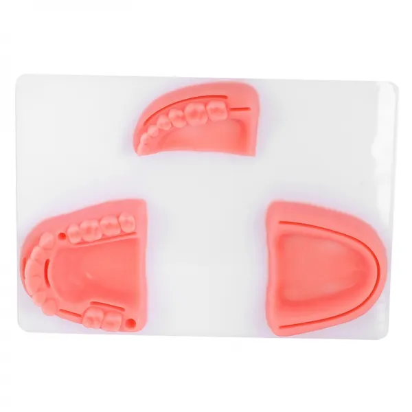 해부학 구강 봉합 교육 모듈 껌 봉합 교육 치주염 봉합 교육 치과 의사의 권고를 교육 분홍