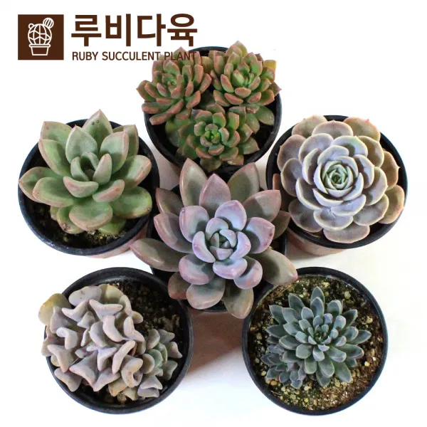 루비다육 [루비다육]중형다육6개_9번세트/짱짱한 다육식물/다육이/선인장/미니화분/분갈이, 1개, 사진참조