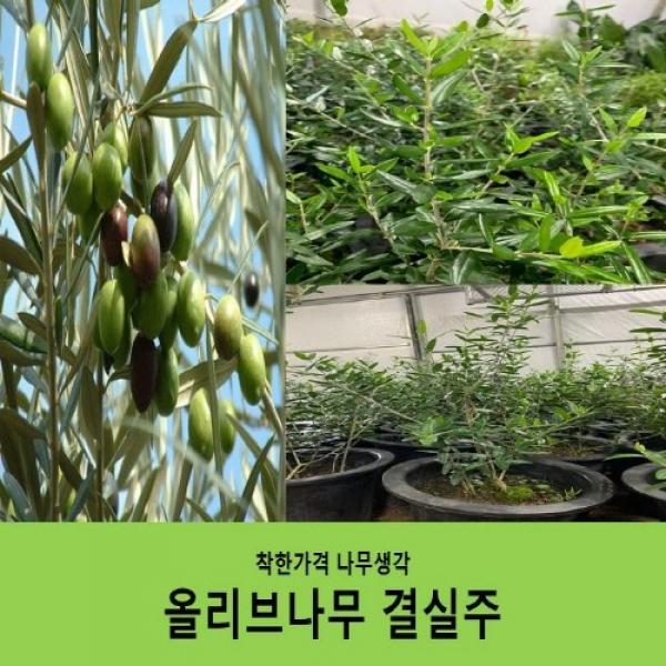 착한가격 나무생각 올리브나무 결실주