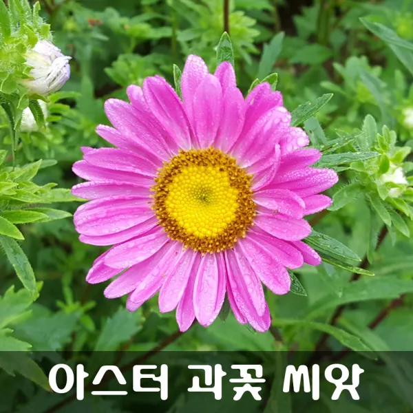 [해피플라워] 과꽃 씨앗 600립 / 봄 파종 아스터 꽃씨