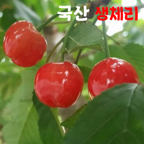 국산 경주체리 생체리 체리 농장 산지 직송 500g 1kg 2kg, 1팩