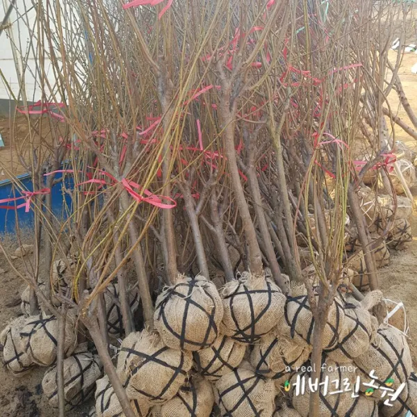 에버그린농원 과일나무 결실주모음 40종 유실수 조경수, 1개, 06매실 결실주 3~4년생 (노천매실)